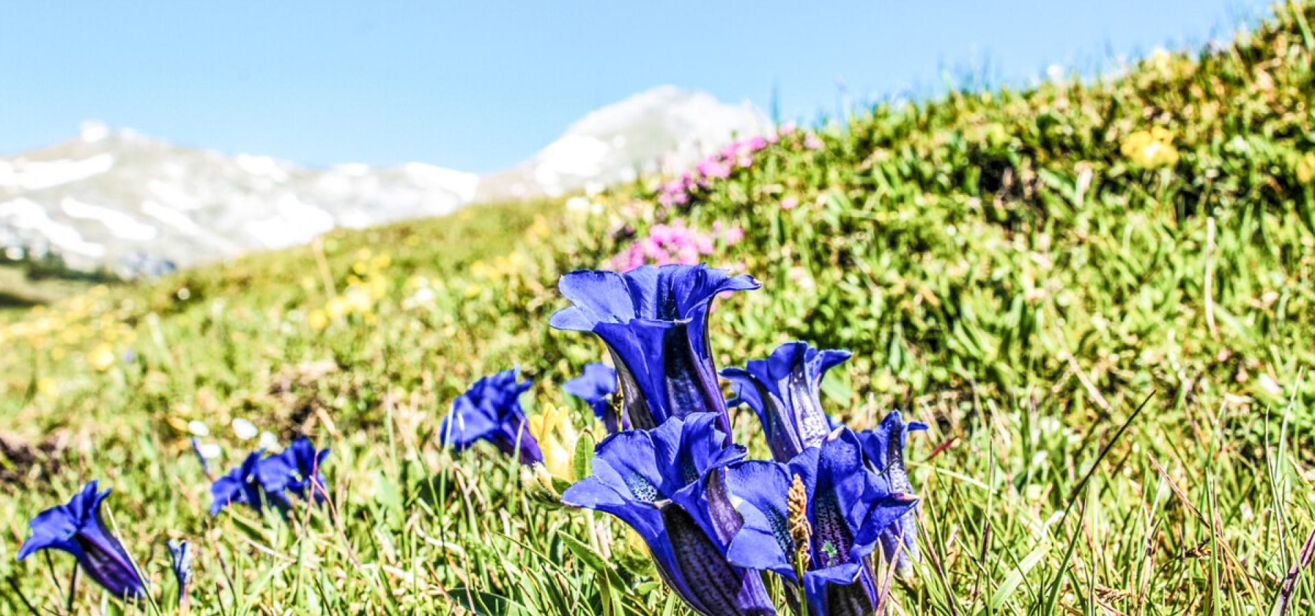 Alpine Flowers on Mount Titlis Alpin flowers in bloom