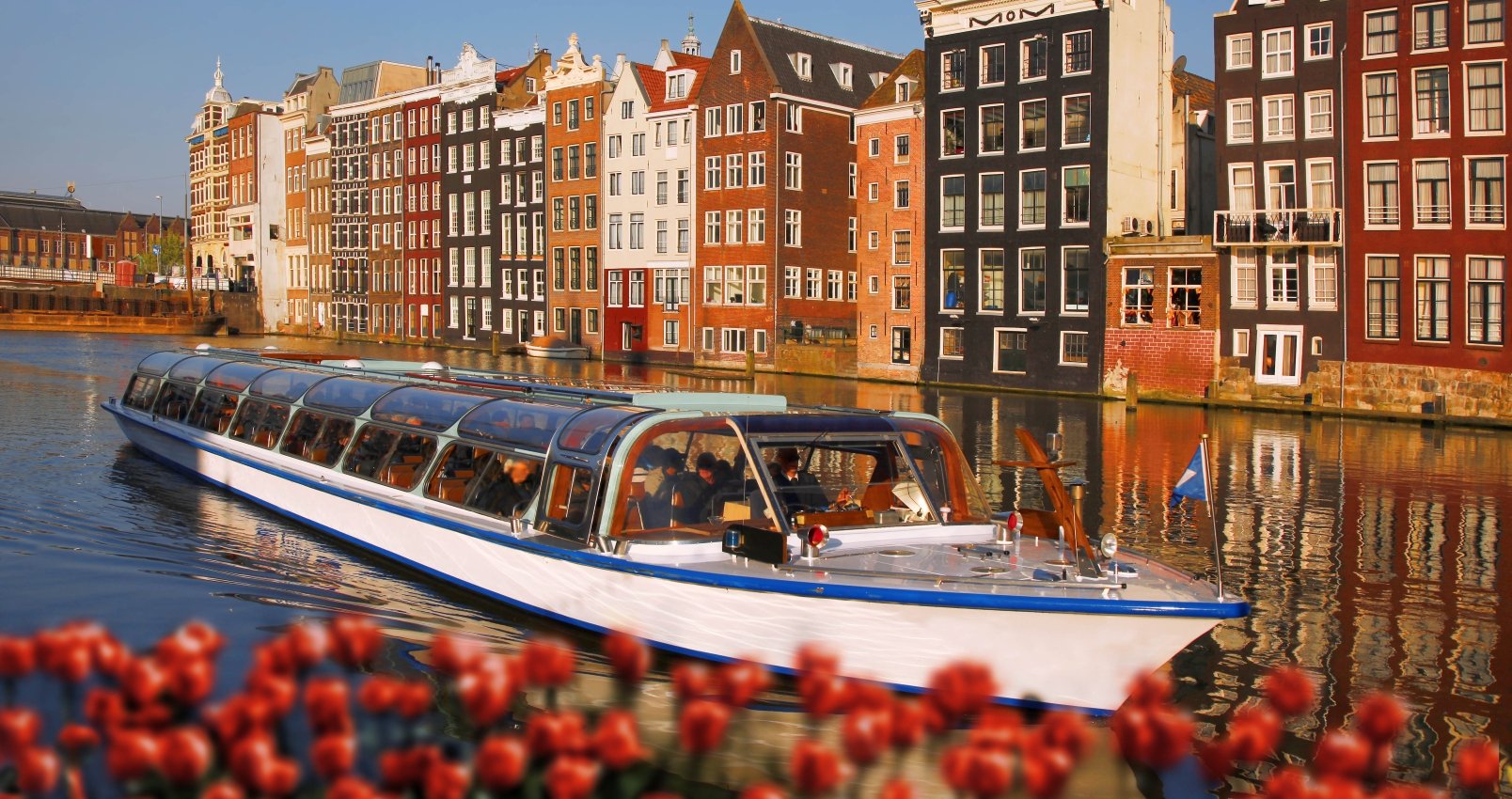 Amsterdam city with boats on canal against red tulips in Holland